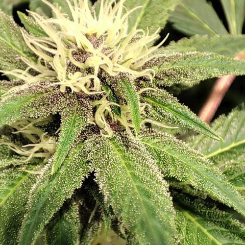 Red mandarine #4 growlog photo: Espectaculares comiendo a tope, ec subiendo a 1500 ms, normalmente cada vez que abro se comen las hojas inferiores y las de arriba están perfectas. Hay que darles comida en cada riego a está cepa, mucho consumo de fertilizantes a mi gusto y algo inestable pero una vez que se estabiliza sorprende el crecimiento. En colores salieron 2 fenotipos totalmente morados oscuro con un fuerte aroma a berries mandarinas y crema. 1 fenotipo con flores rojas y moradas claro aroma más frutal y 1 fenotipo de flor verde y rosada sutil. 