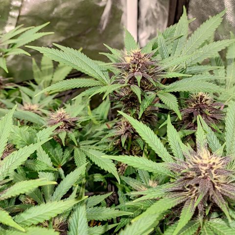 Red mandarine #4 growlog photo: Todo perfecto ya subimos a una EC de 1500 EC general próximo riego subirá a 1600 así hasta llegar a 2200 y últimas dos semanas se bajara la EC hasta llegar loas cercano a 0.
