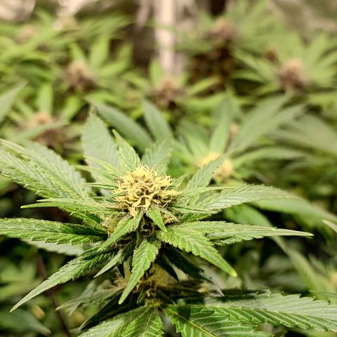Red mandarine #4 growlog photo: Todo perfecto ya subimos a una EC de 1500 EC general próximo riego subirá a 1600 así hasta llegar a 2200 y últimas dos semanas se bajara la EC hasta llegar loas cercano a 0.