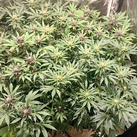 Red mandarine #4 growlog photo: Todo perfecto ya subimos a una EC de 1500 EC general próximo riego subirá a 1600 así hasta llegar a 2200 y últimas dos semanas se bajara la EC hasta llegar loas cercano a 0.