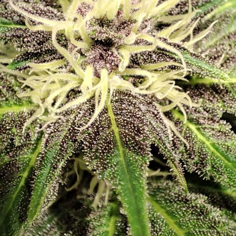 Red mandarine #4 growlog photo: Todo perfecto ya subimos a una EC de 1500 EC general próximo riego subirá a 1600 así hasta llegar a 2200 y últimas dos semanas se bajara la EC hasta llegar loas cercano a 0.
