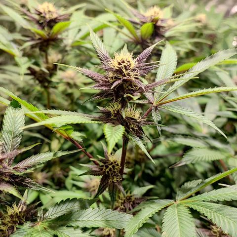 Red mandarine #4 growlog photo: Todo perfecto ya subimos a una EC de 1500 EC general próximo riego subirá a 1600 así hasta llegar a 2200 y últimas dos semanas se bajara la EC hasta llegar loas cercano a 0.