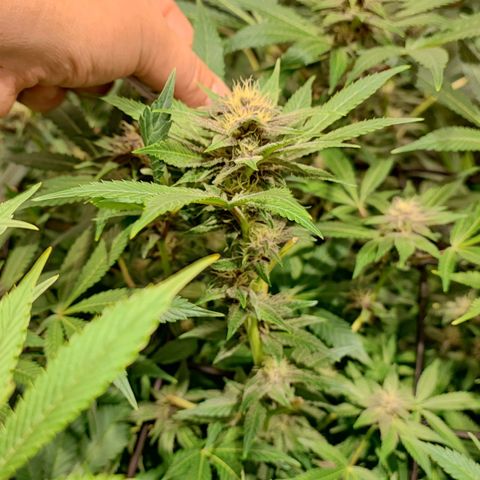 Red mandarine #4 growlog photo: Todo perfecto ya subimos a una EC de 1500 EC general próximo riego subirá a 1600 así hasta llegar a 2200 y últimas dos semanas se bajara la EC hasta llegar loas cercano a 0.