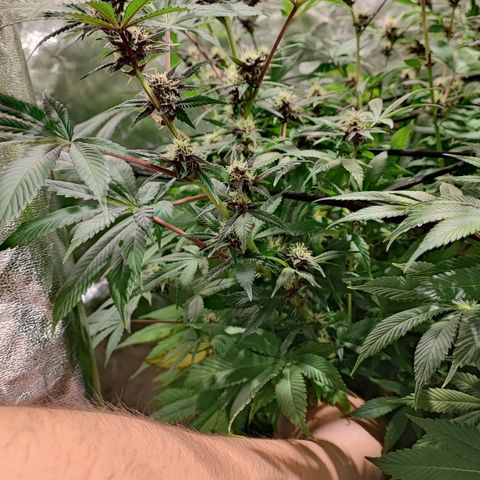 Red mandarine #4 growlog photo: Todo perfecto ya subimos a una EC de 1500 EC general próximo riego subirá a 1600 así hasta llegar a 2200 y últimas dos semanas se bajara la EC hasta llegar loas cercano a 0.