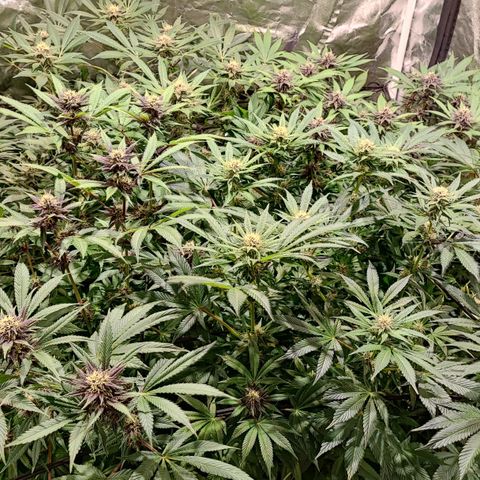 Red mandarine #4 growlog photo: Todo perfecto ya subimos a una EC de 1500 EC general próximo riego subirá a 1600 así hasta llegar a 2200 y últimas dos semanas se bajara la EC hasta llegar loas cercano a 0.