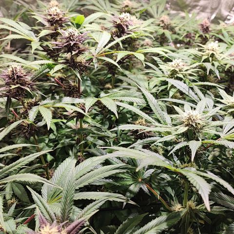 Red mandarine #4 growlog photo: Muy sanas hojas verdes muy gruesas sin signos de déficit o exceso y aumentando EC semanal ahora quedó en 1700ms