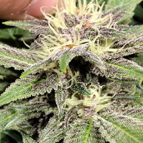Red mandarine #4 growlog photo: Muy sanas hojas verdes muy gruesas sin signos de déficit o exceso y aumentando EC semanal ahora quedó en 1700ms