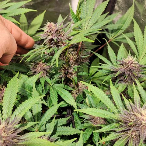 Red mandarine #4 growlog photo: Muy sanas hojas verdes muy gruesas sin signos de déficit o exceso y aumentando EC semanal ahora quedó en 1700ms