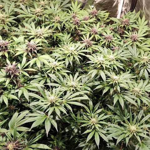 Red mandarine #4 growlog photo: Muy sanas hojas verdes muy gruesas sin signos de déficit o exceso y aumentando EC semanal ahora quedó en 1700ms