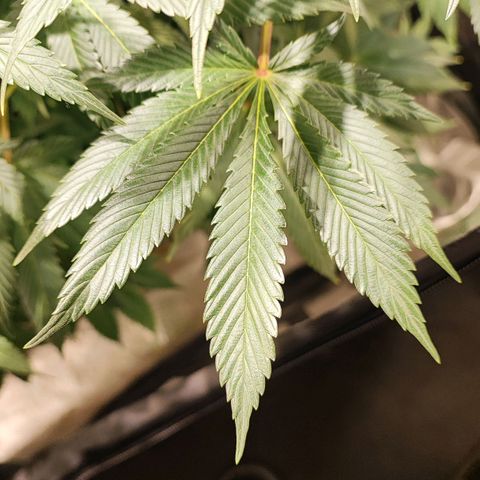 Red mandarine #4 growlog photo: Muy sanas hojas verdes muy gruesas sin signos de déficit o exceso y aumentando EC semanal ahora quedó en 1700ms
