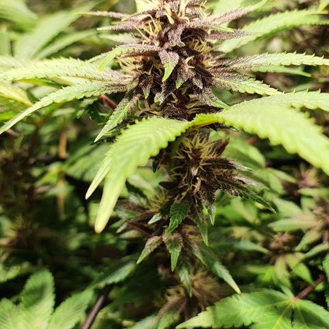 Red mandarine #4 growlog photo: Muy sanas hojas verdes muy gruesas sin signos de déficit o exceso y aumentando EC semanal ahora quedó en 1700ms