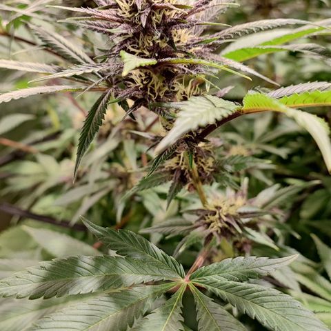 Red mandarine #4 growlog photo: Muy sanas hojas verdes muy gruesas sin signos de déficit o exceso y aumentando EC semanal ahora quedó en 1700ms