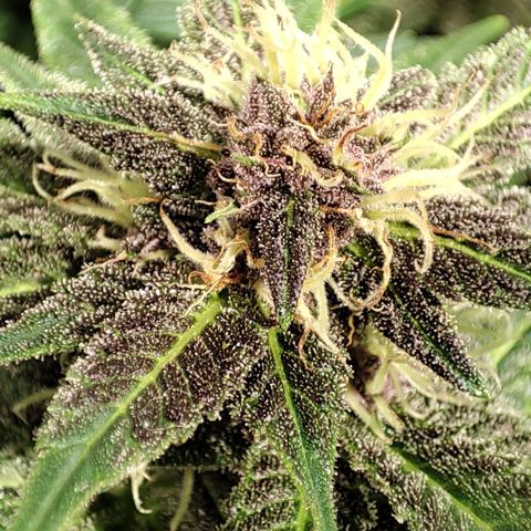 Red mandarine #4 growlog photo: Muy sanas hojas verdes muy gruesas sin signos de déficit o exceso y aumentando EC semanal ahora quedó en 1700ms