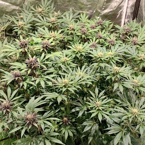 Red mandarine #4 growlog photo: Muy sanas hojas verdes muy gruesas sin signos de déficit o exceso y aumentando EC semanal ahora quedó en 1700ms