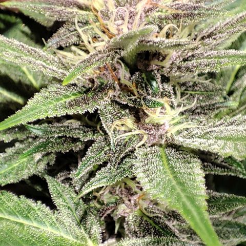 Red mandarine #4 growlog photo: Se me acaba el abono y el ec va en 1800ms próximo riego con 2000ms.
Responden demasiado bien a su alimentación progresiva, me sorprende la estabilidad una vez bien calibrado los parámetros.