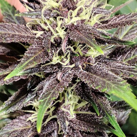 Red mandarine #4 growlog photo: Se me acaba el abono y el ec va en 1800ms próximo riego con 2000ms.
Responden demasiado bien a su alimentación progresiva, me sorprende la estabilidad una vez bien calibrado los parámetros.