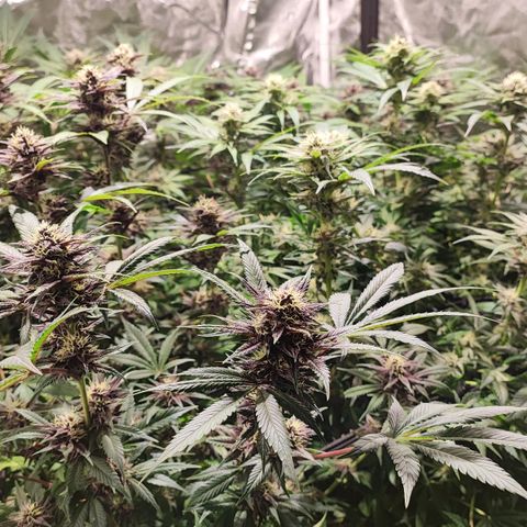 Red mandarine #4 growlog photo: Se me acaba el abono y el ec va en 1800ms próximo riego con 2000ms.
Responden demasiado bien a su alimentación progresiva, me sorprende la estabilidad una vez bien calibrado los parámetros.
