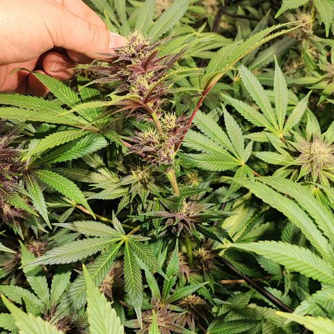 Red mandarine #4 growlog photo: Se me acaba el abono y el ec va en 1800ms próximo riego con 2000ms.
Responden demasiado bien a su alimentación progresiva, me sorprende la estabilidad una vez bien calibrado los parámetros.