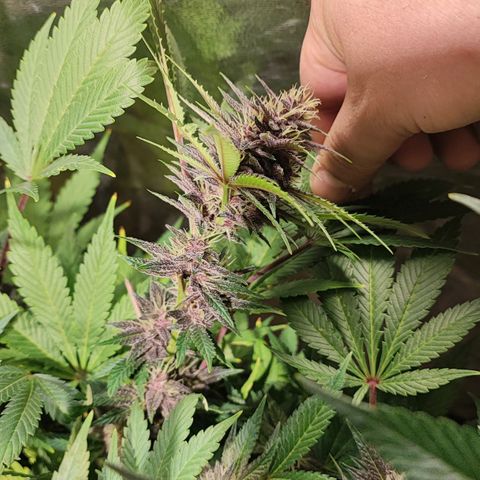 Red mandarine #4 growlog photo: Se me acaba el abono y el ec va en 1800ms próximo riego con 2000ms.
Responden demasiado bien a su alimentación progresiva, me sorprende la estabilidad una vez bien calibrado los parámetros.