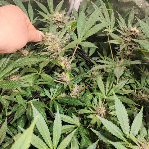 Red mandarine #4 growlog photo: Se me acaba el abono y el ec va en 1800ms próximo riego con 2000ms.
Responden demasiado bien a su alimentación progresiva, me sorprende la estabilidad una vez bien calibrado los parámetros.