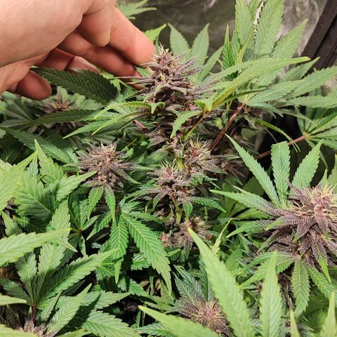 Red mandarine #4 growlog photo: Se me acaba el abono y el ec va en 1800ms próximo riego con 2000ms.
Responden demasiado bien a su alimentación progresiva, me sorprende la estabilidad una vez bien calibrado los parámetros.