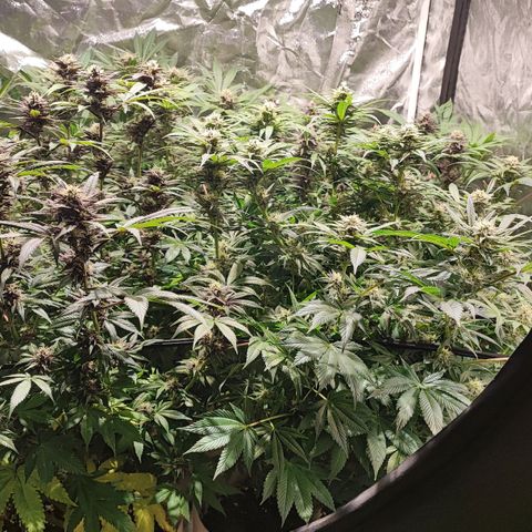 Red mandarine #4 growlog photo: Se me acaba el abono y el ec va en 1800ms próximo riego con 2000ms.
Responden demasiado bien a su alimentación progresiva, me sorprende la estabilidad una vez bien calibrado los parámetros.