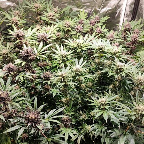 Red mandarine #4 growlog photo: Última poda y sigue aumentando la EC, va todo muy estable hojas verdes y gruesas.
No hay signos de sobrefertilizacion ni déficit.