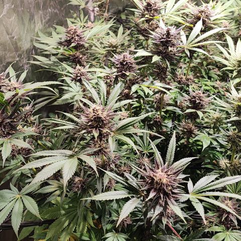 Red mandarine #4 growlog photo: Última poda y sigue aumentando la EC, va todo muy estable hojas verdes y gruesas.
No hay signos de sobrefertilizacion ni déficit.