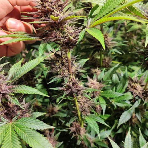 Red mandarine #4 growlog photo: 20 días para su termino de ciclo 