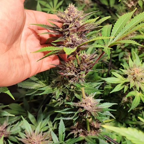 Red mandarine #4 growlog photo: 20 días para su termino de ciclo 