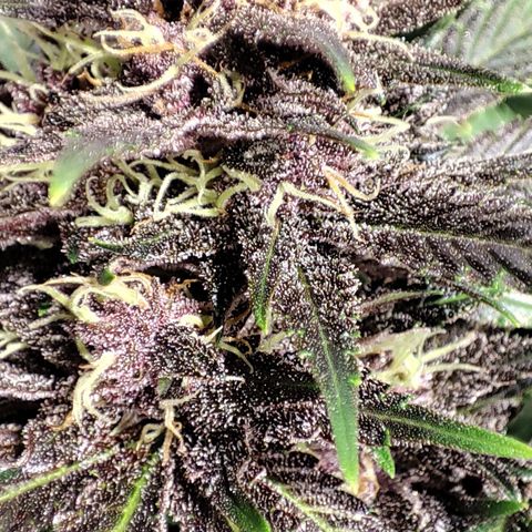 Red mandarine #4 growlog photo: 20 días para su termino de ciclo 