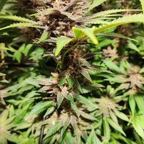 Red mandarine #4 growlog photo: 20 días para su termino de ciclo 
