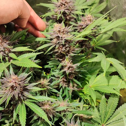 Red mandarine #4 growlog photo: 20 días para su termino de ciclo 