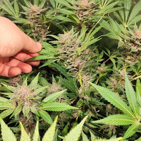 Red mandarine #4 growlog photo: 20 días para su termino de ciclo 