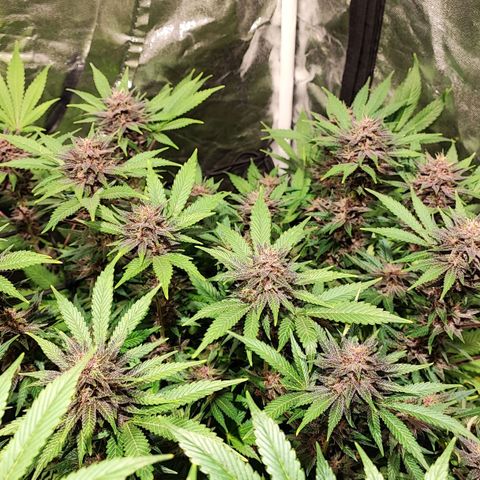 Red mandarine #4 growlog photo: 20 días para su termino de ciclo 