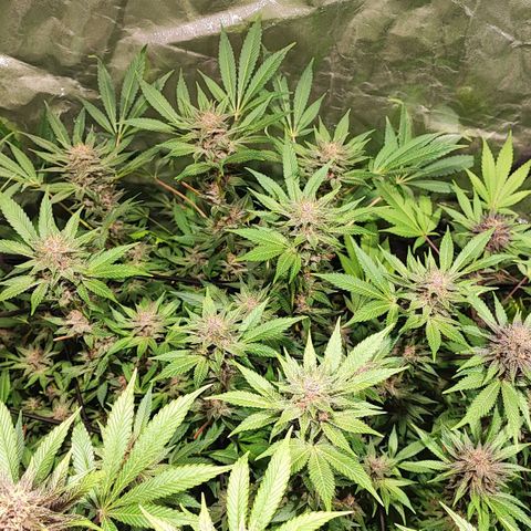 Red mandarine #4 growlog photo: 20 días para su termino de ciclo 
