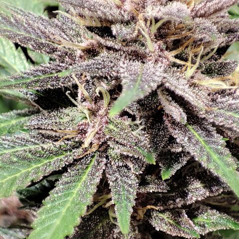Red mandarine #4 growlog photo: 20 días para su termino de ciclo 