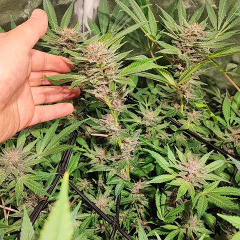 Red mandarine #4 growlog photo: 20 días para su termino de ciclo 