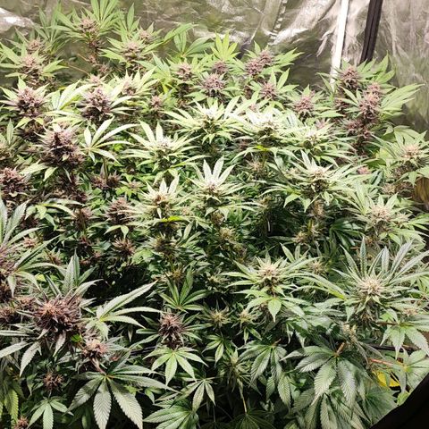 Red mandarine #4 growlog timeline photo