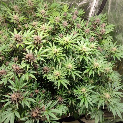 Red mandarine #4 growlog timeline photo