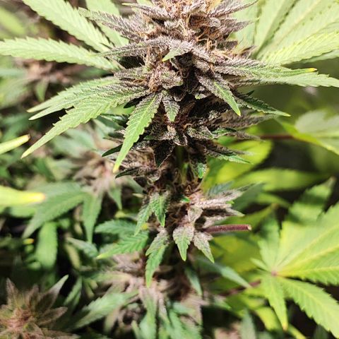 Red mandarine #4 growlog photo: Las flores están engordando a tope y empezó si ciclo final las hojas satélite están siendo consumidas por la planta, la EC llegó a su tope en 2000 ms, desde su próximo riego empieza a bajarse hasta llegar a lo mas cercano de 0.