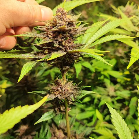 Red mandarine #4 growlog photo: Las flores están engordando a tope y empezó si ciclo final las hojas satélite están siendo consumidas por la planta, la EC llegó a su tope en 2000 ms, desde su próximo riego empieza a bajarse hasta llegar a lo mas cercano de 0.
