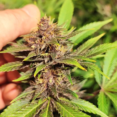Red mandarine #4 growlog photo: Las flores están engordando a tope y empezó si ciclo final las hojas satélite están siendo consumidas por la planta, la EC llegó a su tope en 2000 ms, desde su próximo riego empieza a bajarse hasta llegar a lo mas cercano de 0.