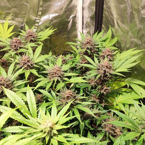 Red mandarine #4 growlog photo: Las flores están engordando a tope y empezó si ciclo final las hojas satélite están siendo consumidas por la planta, la EC llegó a su tope en 2000 ms, desde su próximo riego empieza a bajarse hasta llegar a lo mas cercano de 0.