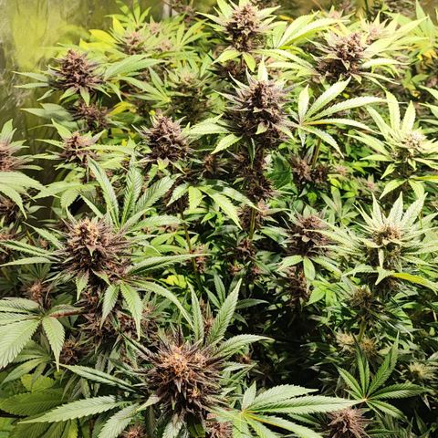 Red mandarine #4 growlog photo: Las flores están engordando a tope y empezó si ciclo final las hojas satélite están siendo consumidas por la planta, la EC llegó a su tope en 2000 ms, desde su próximo riego empieza a bajarse hasta llegar a lo mas cercano de 0.