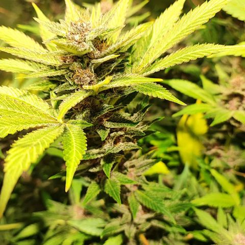 Red mandarine #4 growlog photo: Las flores están engordando a tope y empezó si ciclo final las hojas satélite están siendo consumidas por la planta, la EC llegó a su tope en 2000 ms, desde su próximo riego empieza a bajarse hasta llegar a lo mas cercano de 0.