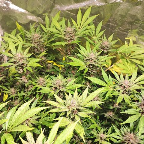 Red mandarine #4 growlog photo: Las flores están engordando a tope y empezó si ciclo final las hojas satélite están siendo consumidas por la planta, la EC llegó a su tope en 2000 ms, desde su próximo riego empieza a bajarse hasta llegar a lo mas cercano de 0.