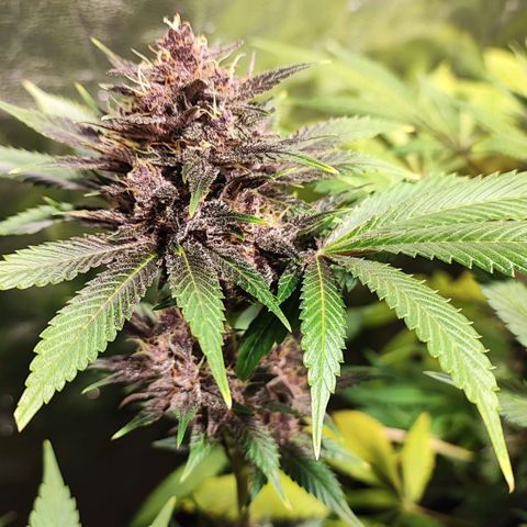 Red mandarine #4 growlog photo: Las flores están engordando a tope y empezó si ciclo final las hojas satélite están siendo consumidas por la planta, la EC llegó a su tope en 2000 ms, desde su próximo riego empieza a bajarse hasta llegar a lo mas cercano de 0.