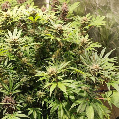 Red mandarine #4 growlog photo: Las flores están engordando a tope y empezó si ciclo final las hojas satélite están siendo consumidas por la planta, la EC llegó a su tope en 2000 ms, desde su próximo riego empieza a bajarse hasta llegar a lo mas cercano de 0.