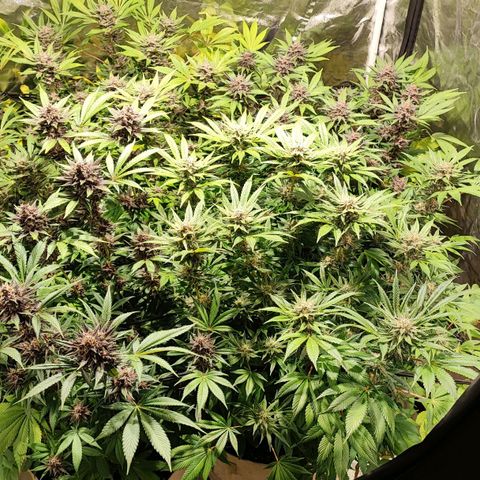 Red mandarine #4 growlog photo: Las flores están engordando a tope y empezó si ciclo final las hojas satélite están siendo consumidas por la planta, la EC llegó a su tope en 2000 ms, desde su próximo riego empieza a bajarse hasta llegar a lo mas cercano de 0.